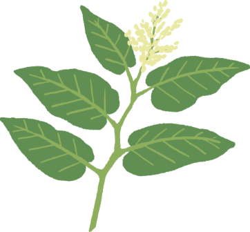 北国で愛される天然野草