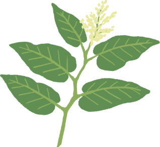 北国で愛される天然野草